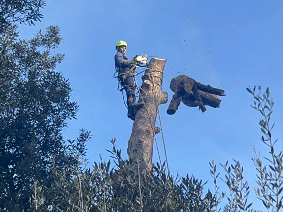 Abbattimenti controllati